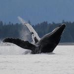 Whale Song Cruises