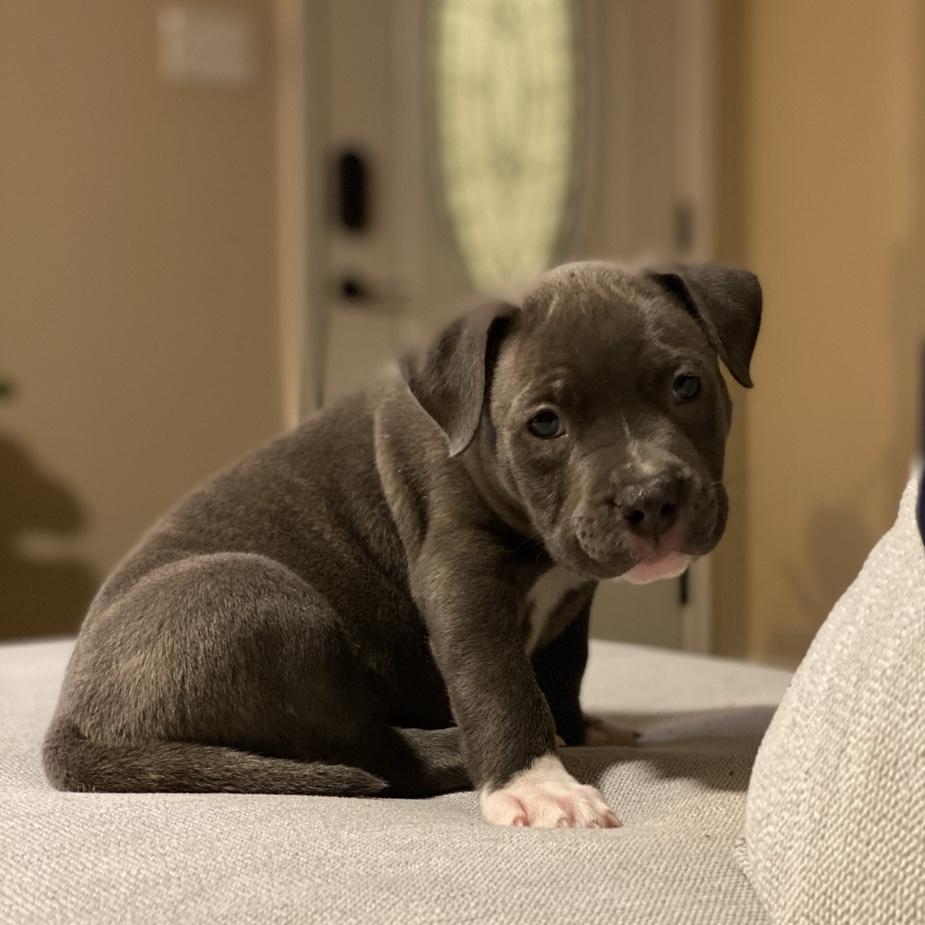 We got Jangers in April 2021. He’s triple the size now!