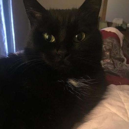 Dani