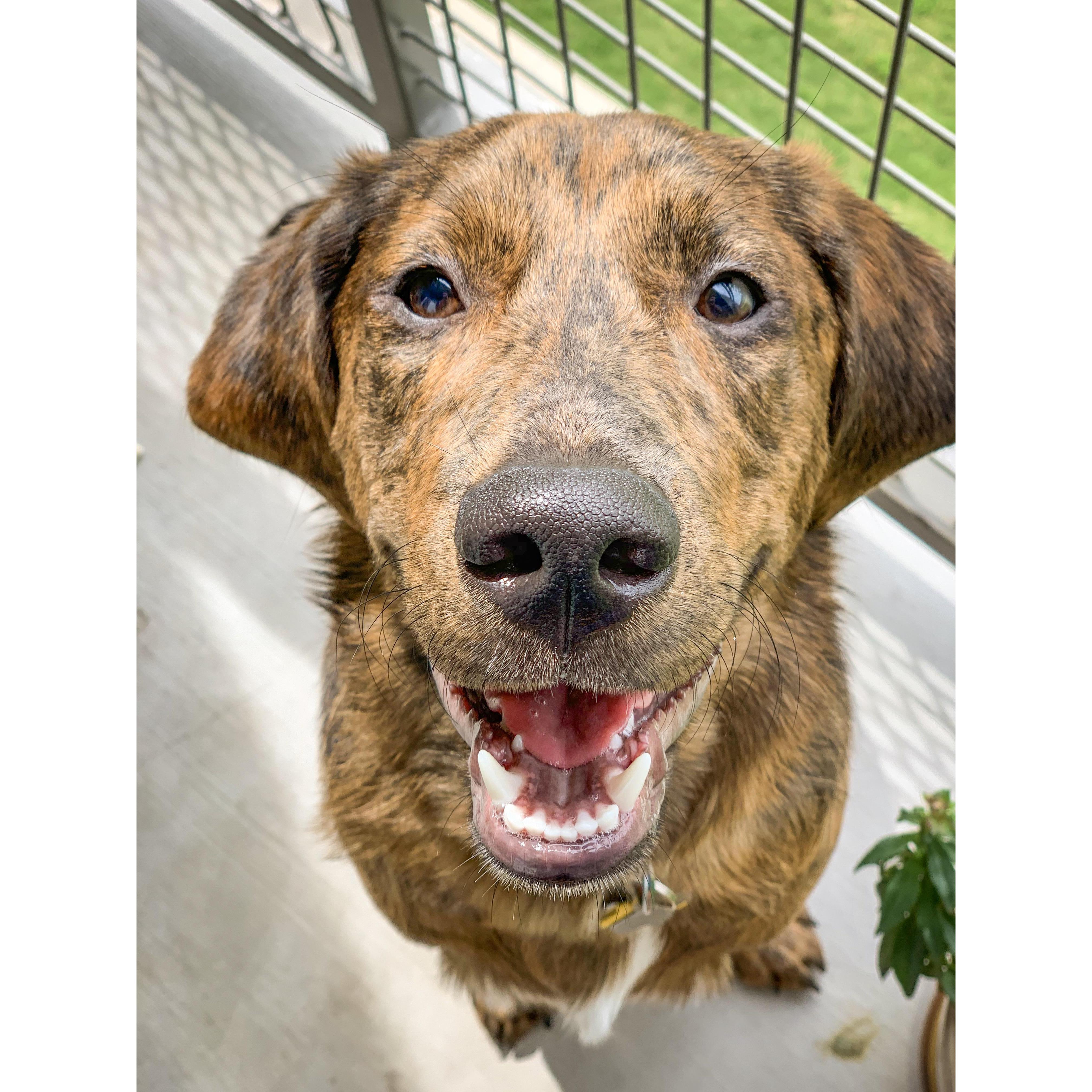 Our sweet Bentley boy!
