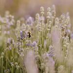 Long Row Lavender