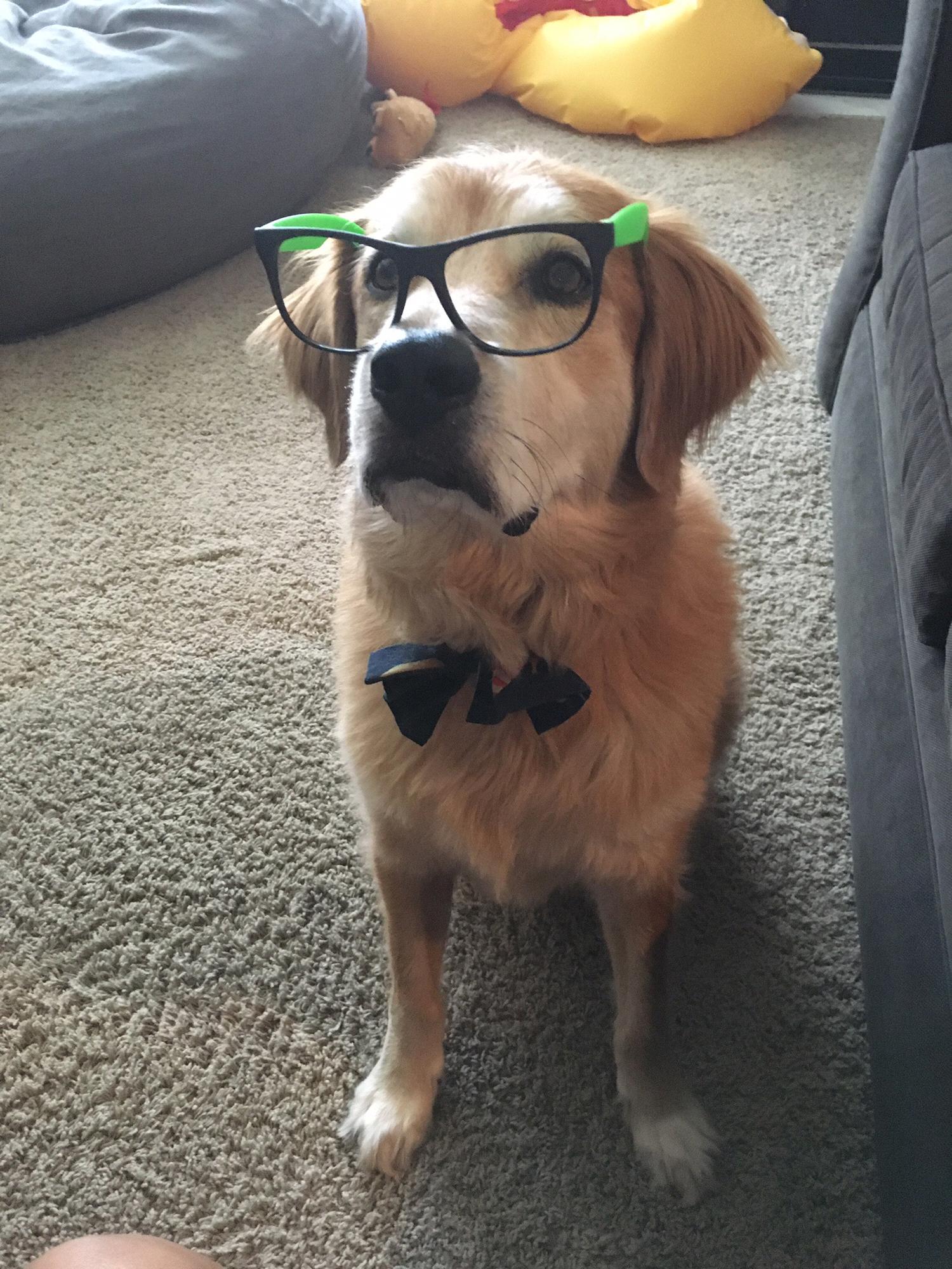 Zookie helping Chase study pre-PA school