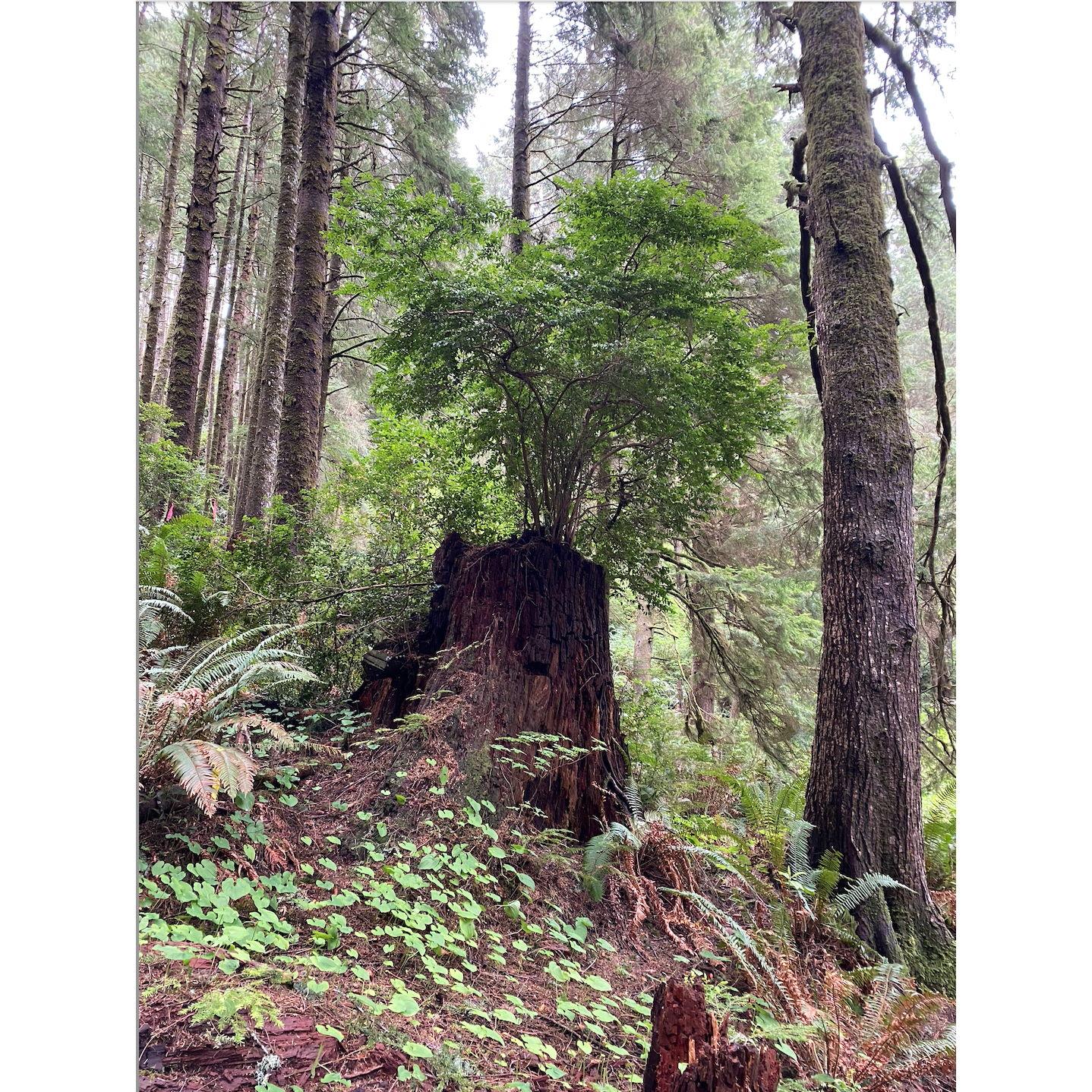 Ya’Xaik (yah’ khik) Trail
