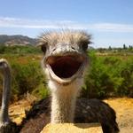 Ostrichland USA