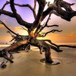 Driftwood Beach
