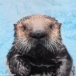 Alaska SeaLife Center