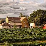 Pontotoc Vineyard Weingarten