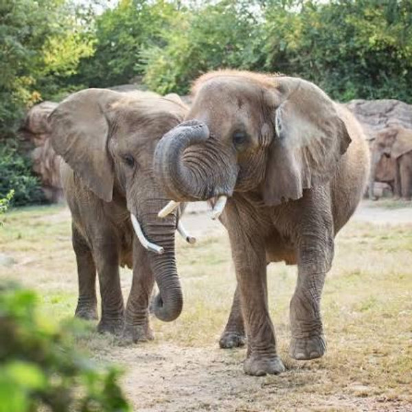 Year membership to the Nashville Zoo