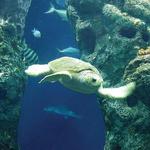 Charleston Aquarium