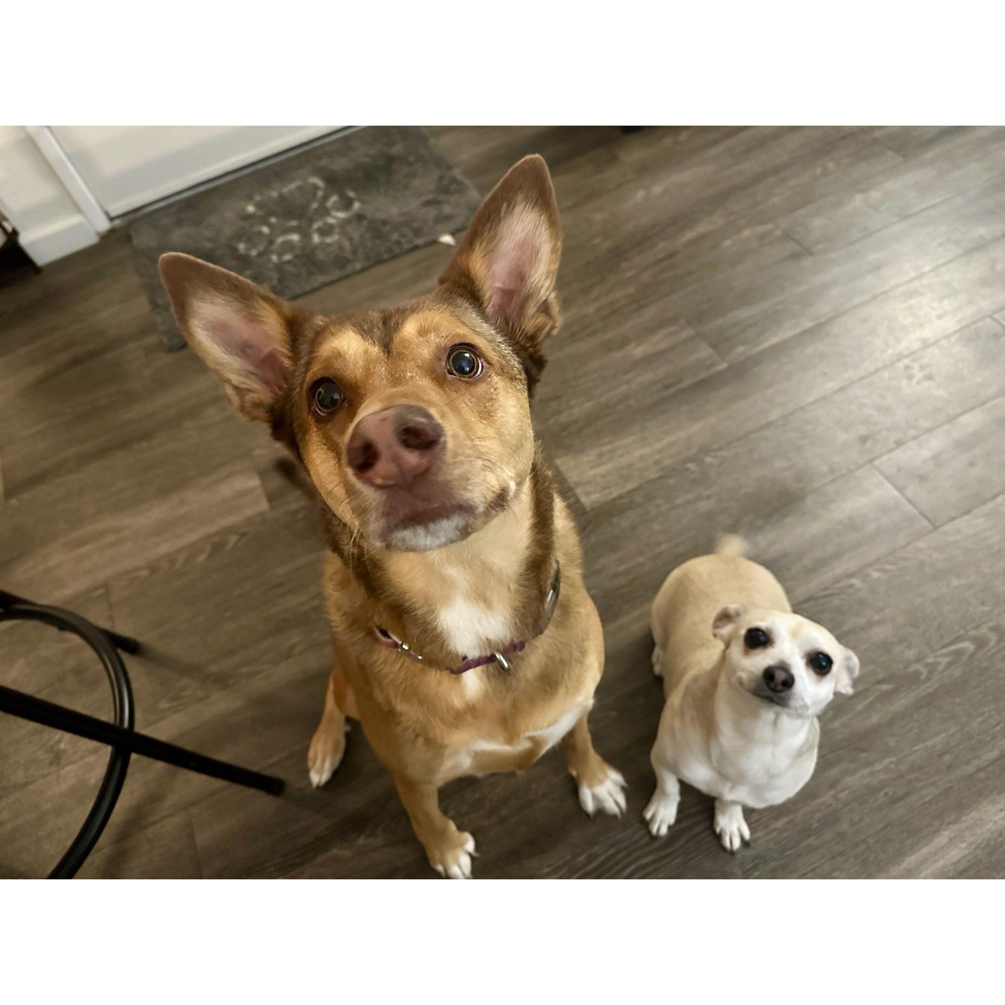 Our Fur babies: Ann & Nelly