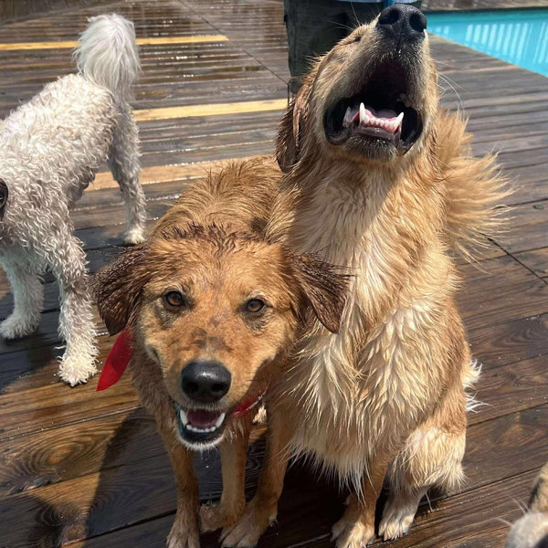 Milo’s resort vacay while his newlywed parents are away!
