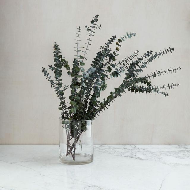 Eucalyptus Bundle, Baby