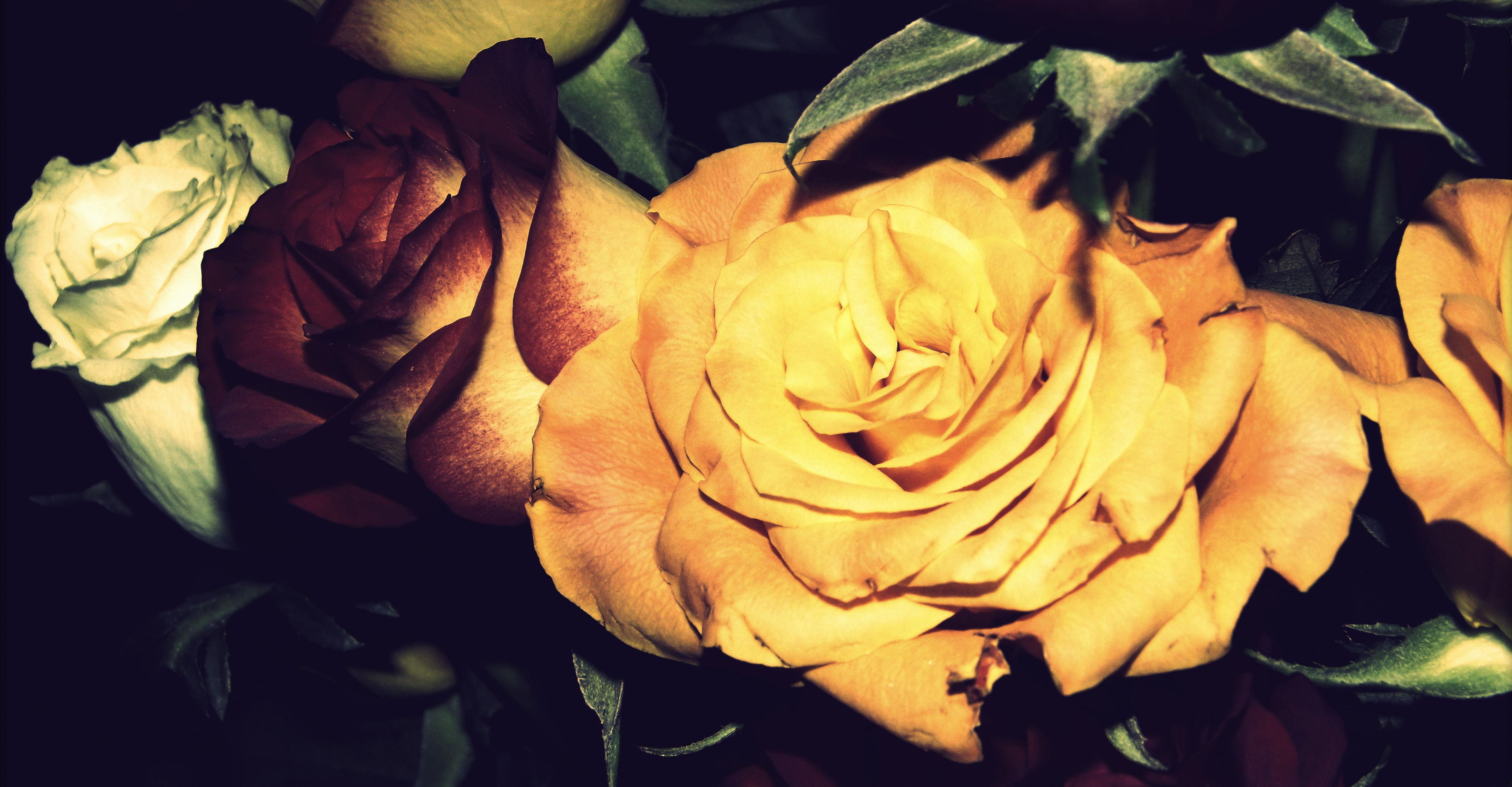 The Wedding Website of Kady Hazlett and Cassidy Ayers