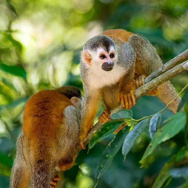 Manuel Antonio Park Tour