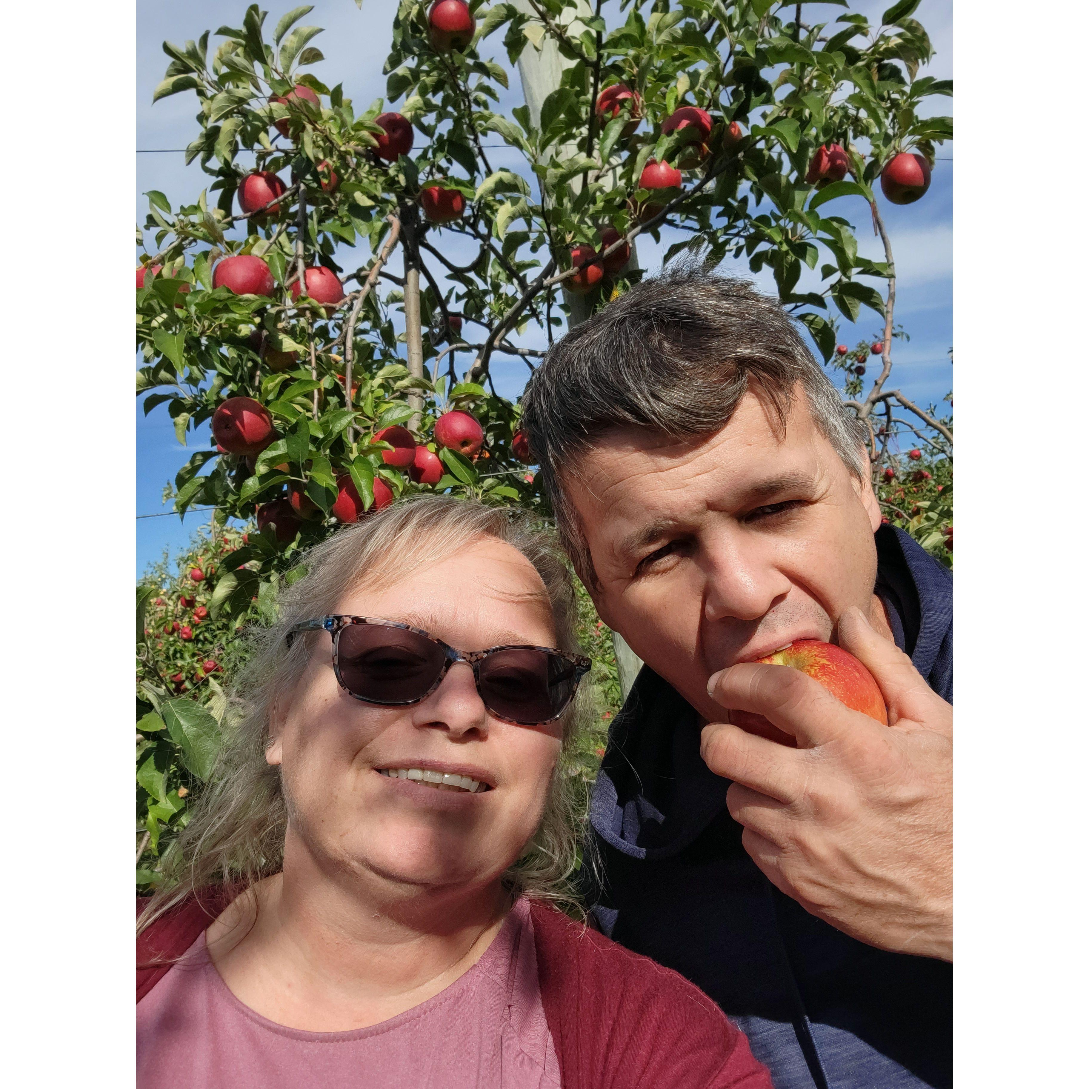 Apple picking, his first time