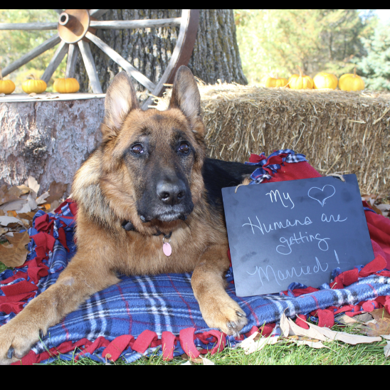 My Humans Are Getting Married!