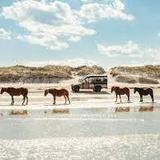 Wild Horse Adventure Tours