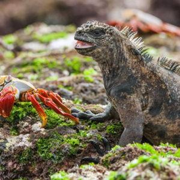 Galapagos! (credit card payment)