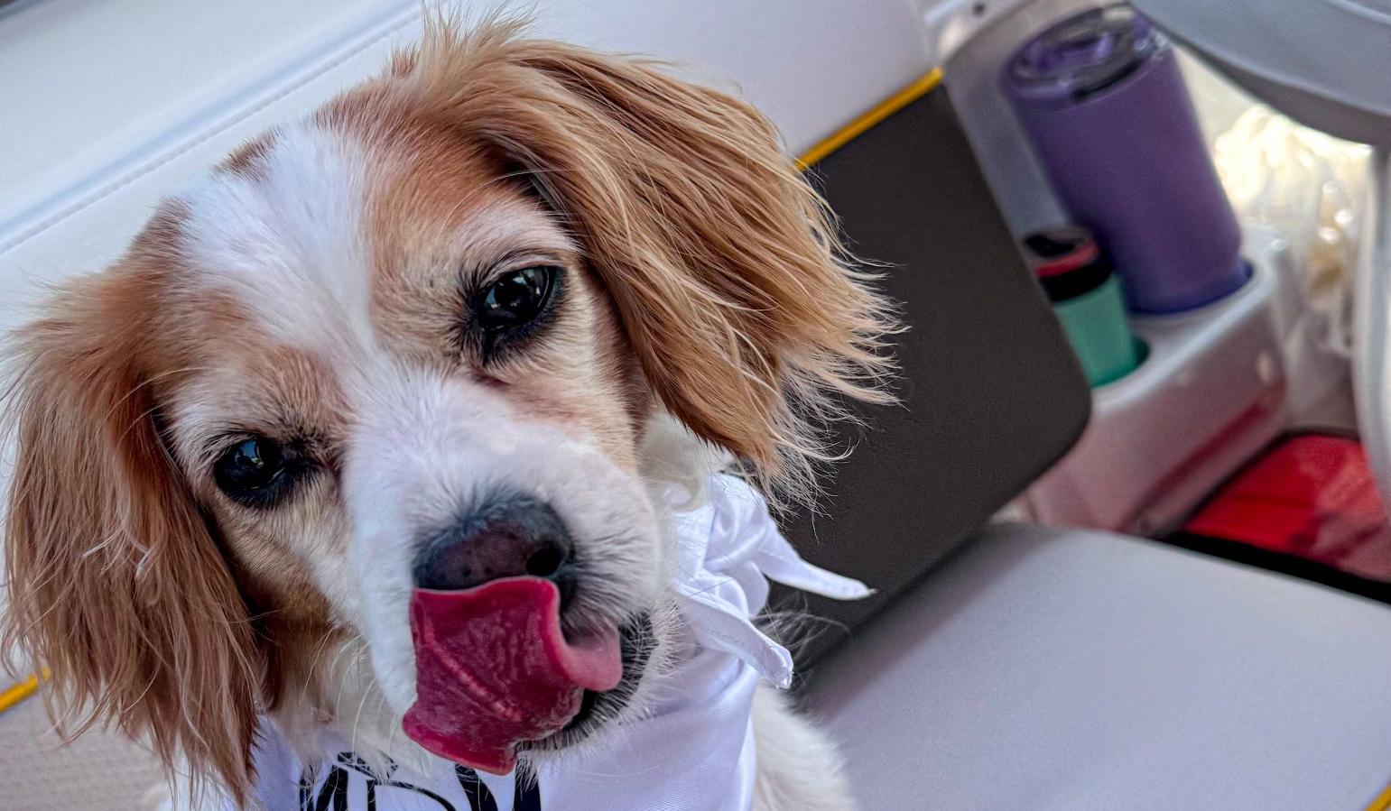 The Wedding Website of Brianna Pfeil and Dylan Meyer