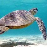 Snorkeling