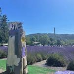 Snofalls Lavender Farm