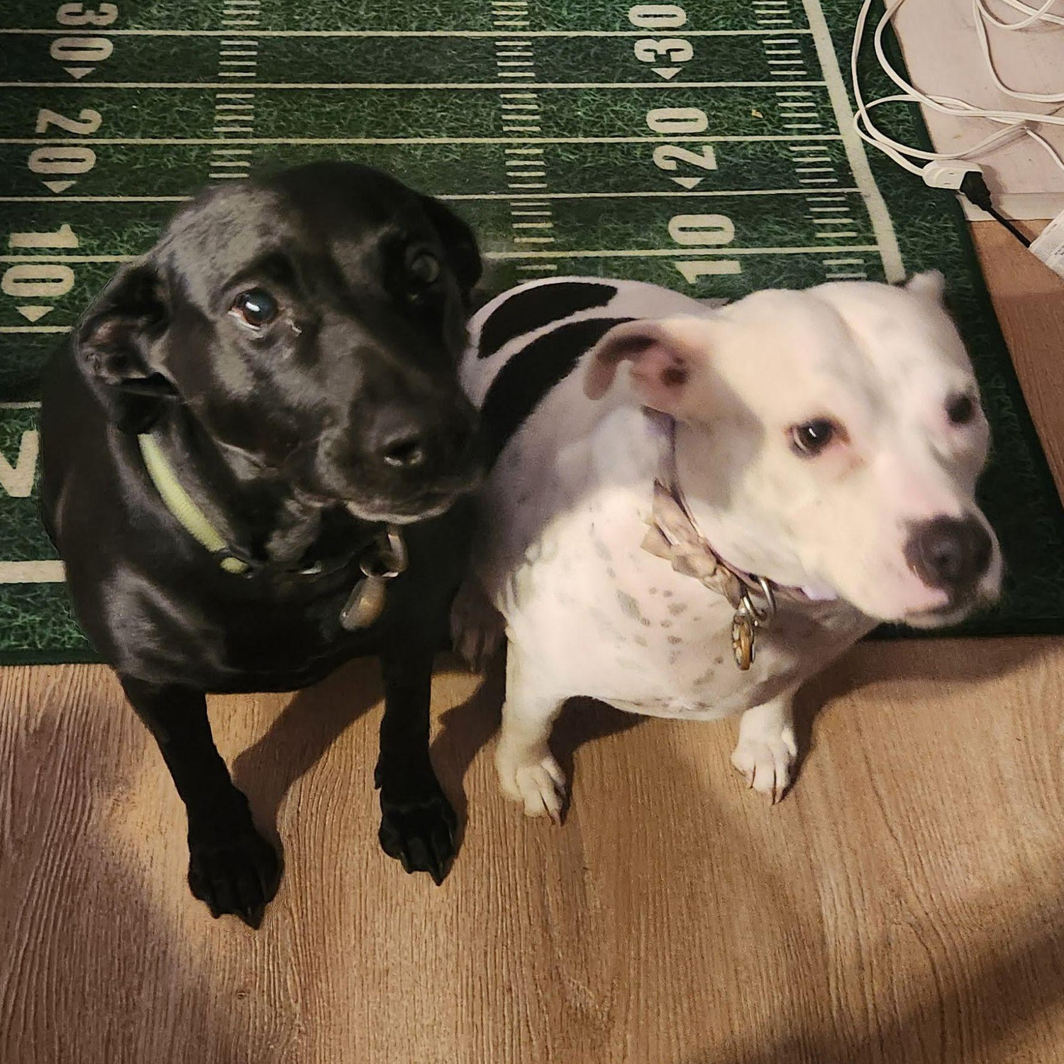 The two witnesses to the proposal.