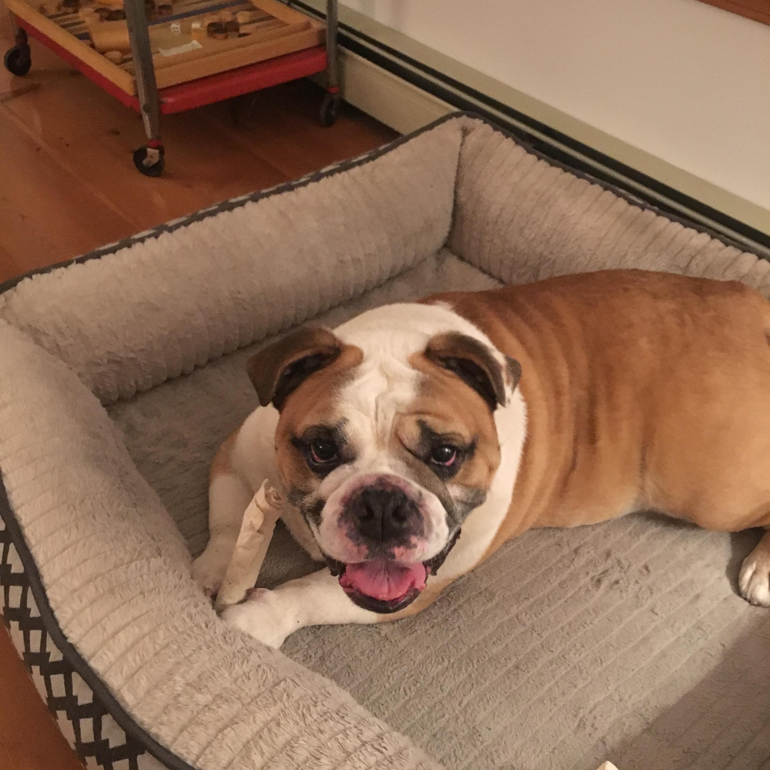 Happy with bone