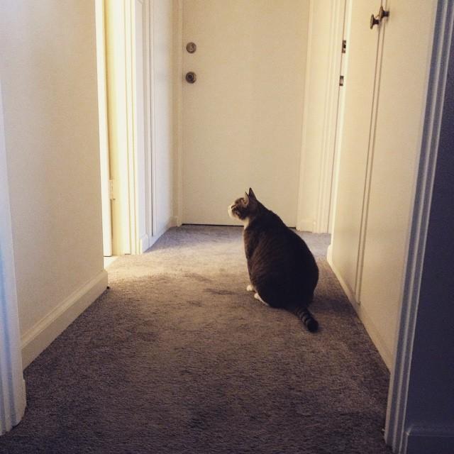 Viktor took this photo of Thor watching me do my makeup. This was shortly after I moved in with him in Long Beach in 2015. It's my favorite photo of my fluffy-fat, Thor.