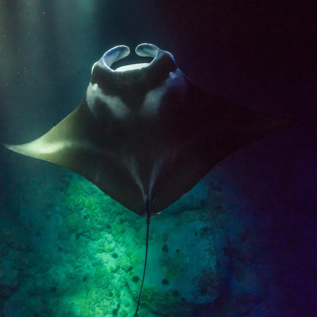 Manta Ray Snorkel Tour Honeymoon