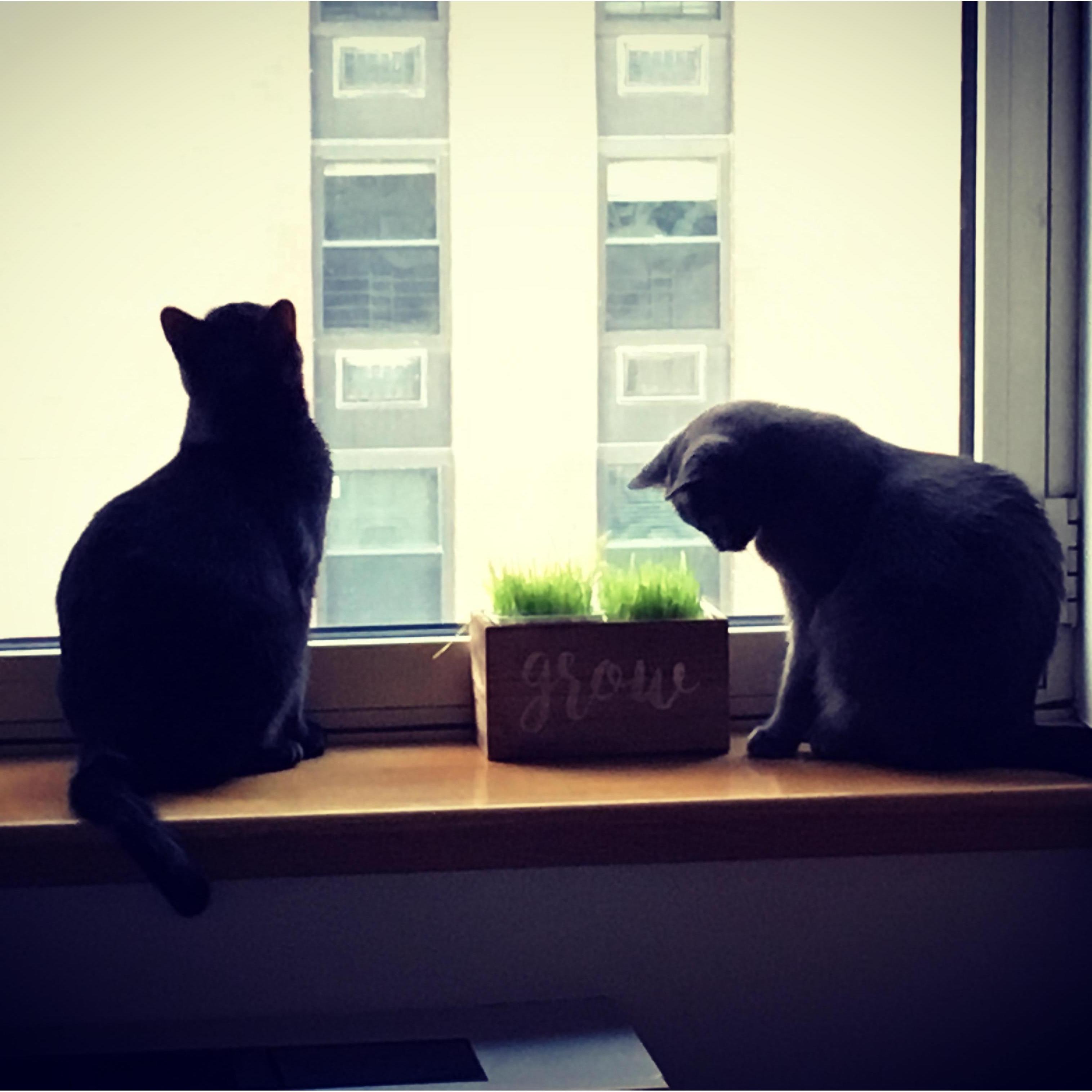 Growing in NYC!