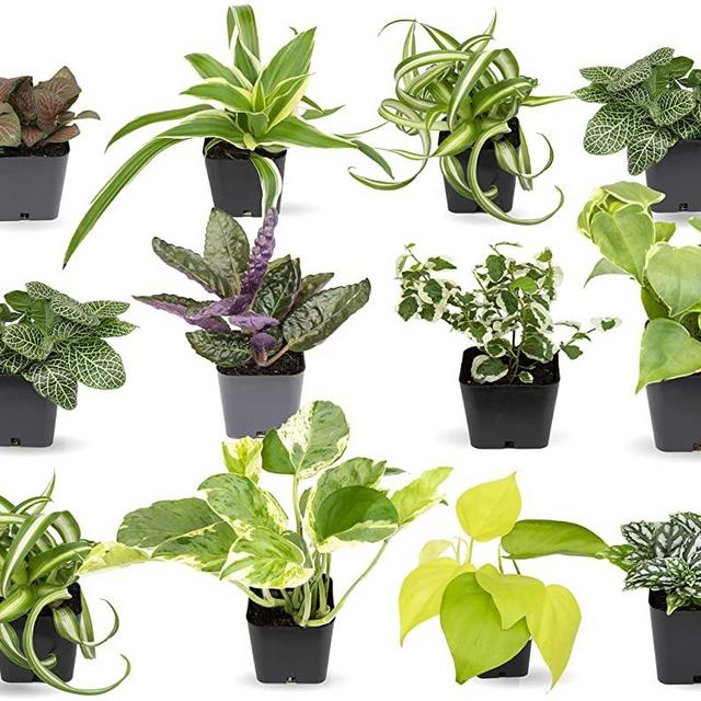 Easy to Grow Houseplants (12 Pack) Live House Plants in Plant Containers, Growers Choice Plant Set in Planters with Potting Soil Mix, Home Décor Planting Kit or Outdoor Garden Gifts by Plants for Pets