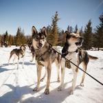 Dog Sledding