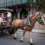 Historic Charleston Carriage Tour