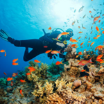 Scuba Diving - Akumal Dive Shop