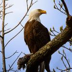 Dyke Marsh Wildlife Preserve