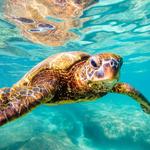 Snorkel with Turtles in Tulum