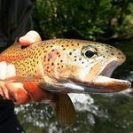 McKenzie River Fishing