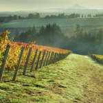 Winter Wine Tasting