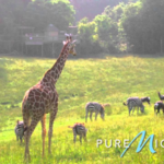 Binder Park Zoo