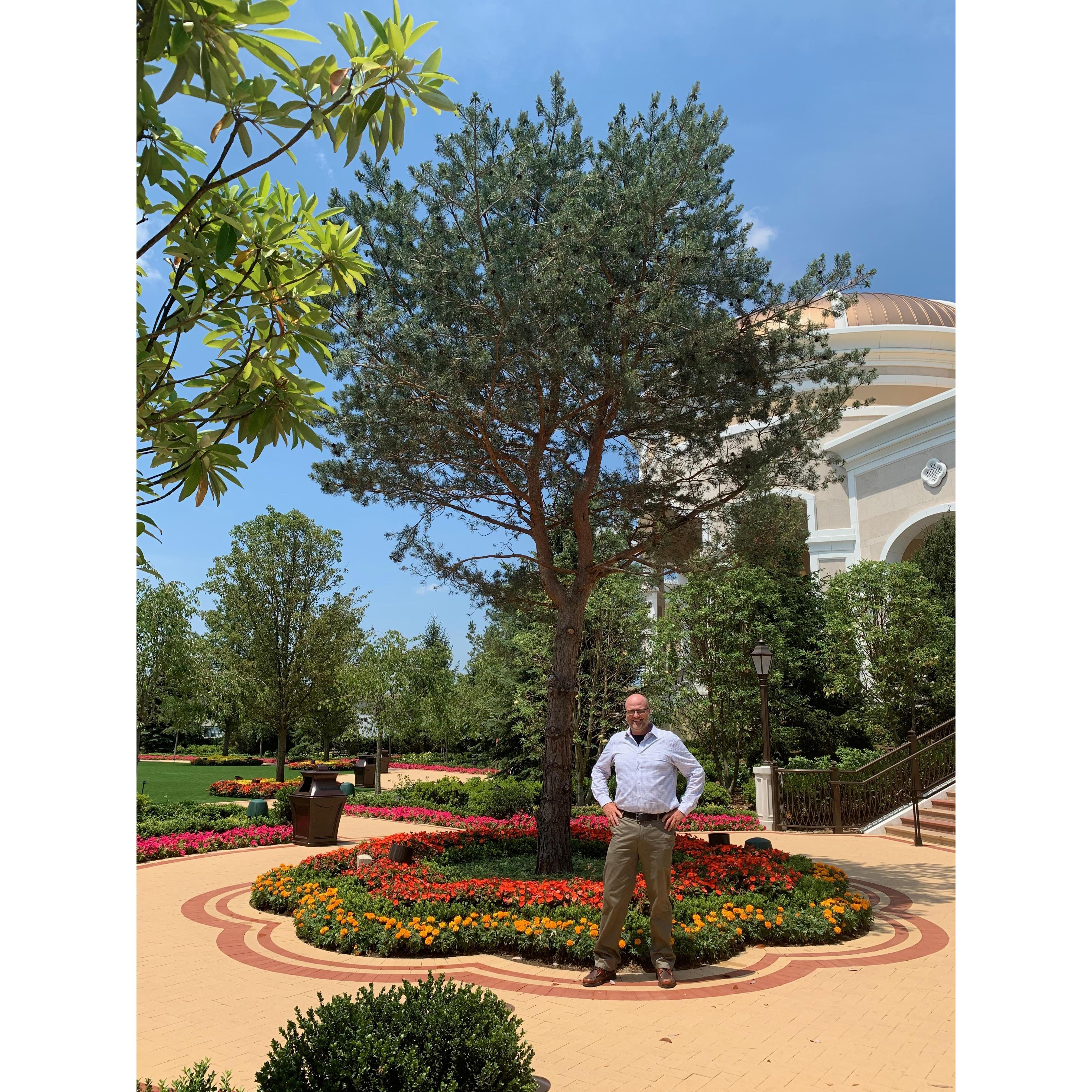 Jason, on our visit to Boston, next to one of the large Scotch Pines they dug and delivered