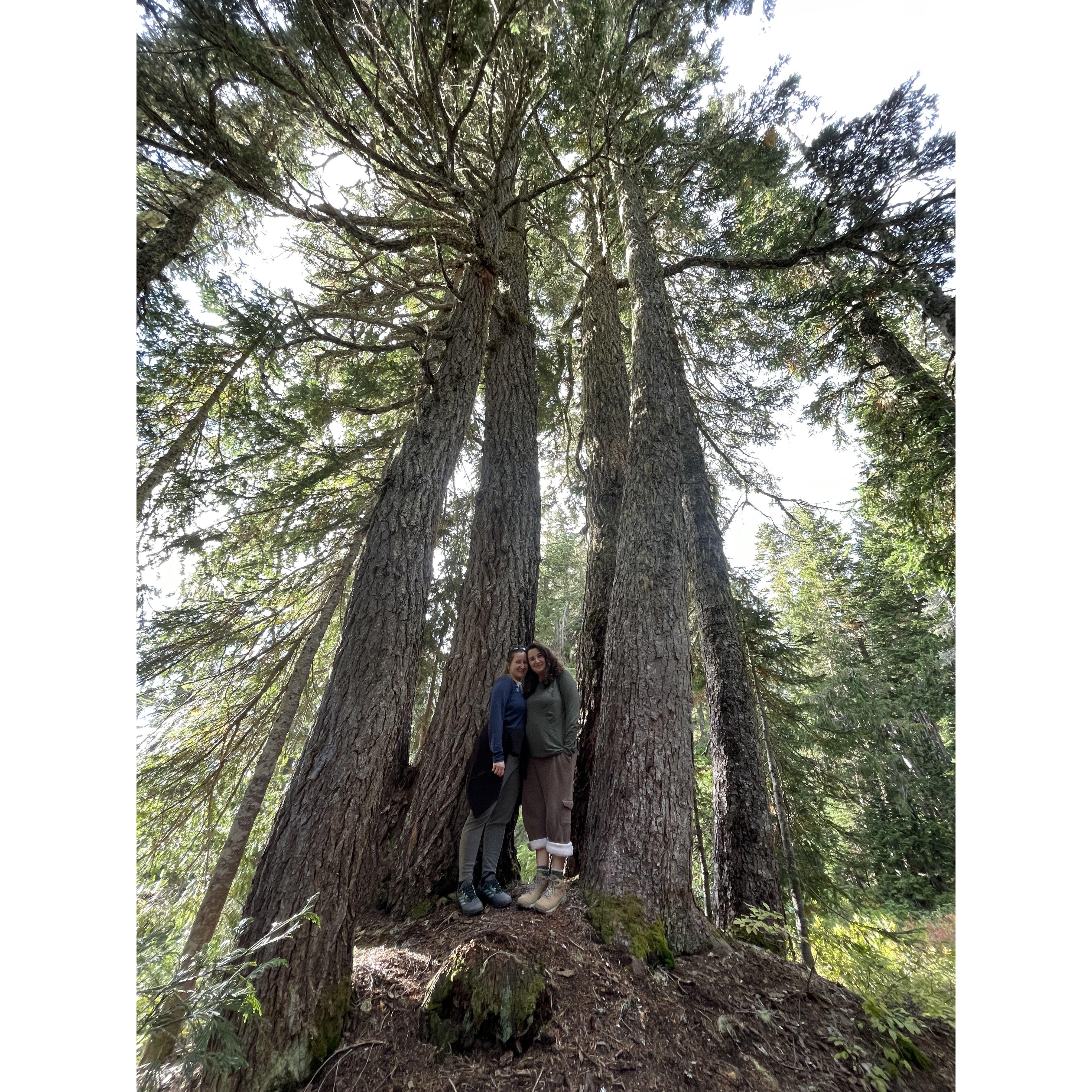 Paradise Trail - Mount Rainier National Park