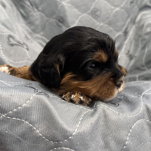 Puppy Fund
