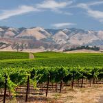 Wine Tasting in Edna Valley