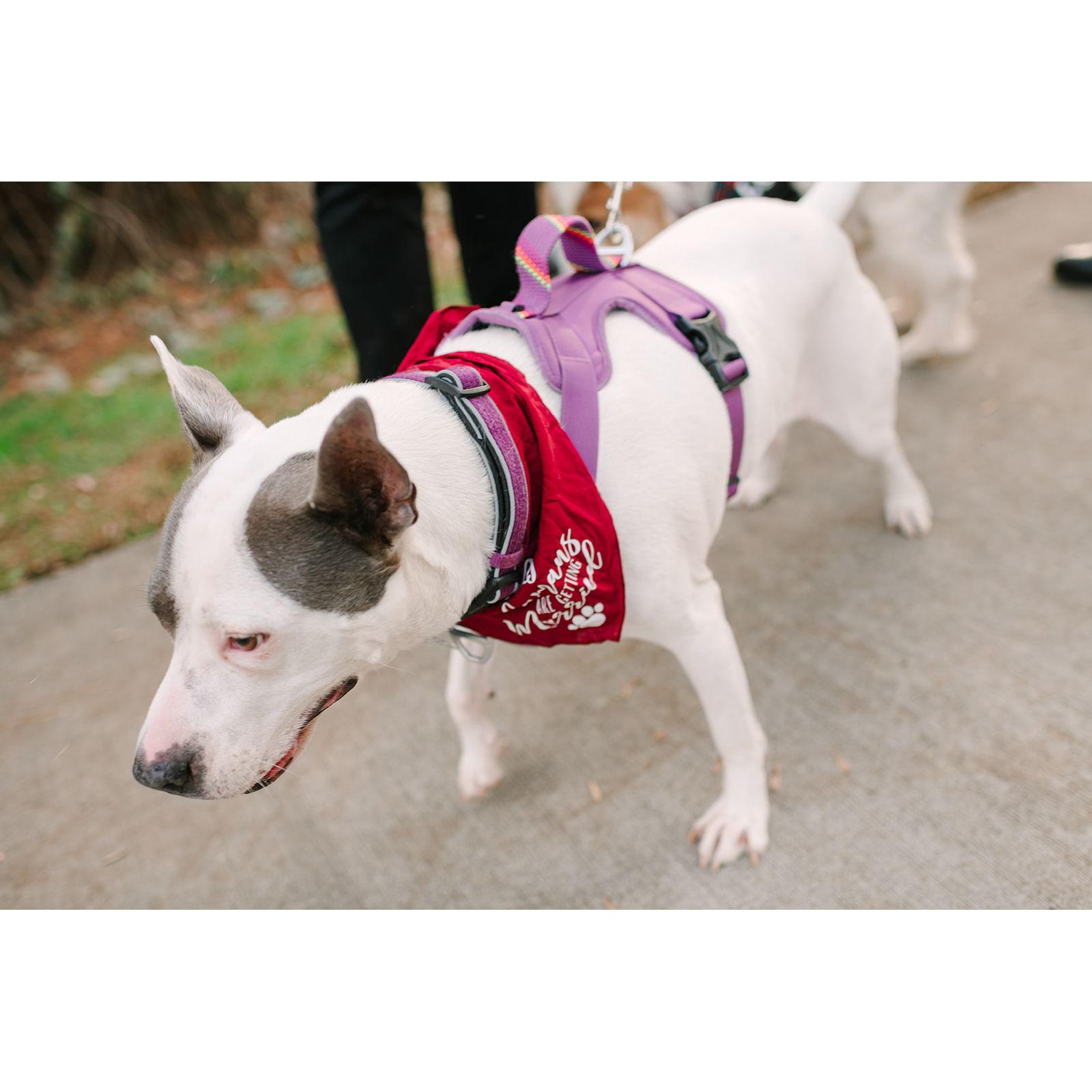 November 2022 — Harley's humans are getting married! Bandana courtesy of Auntie Alison.