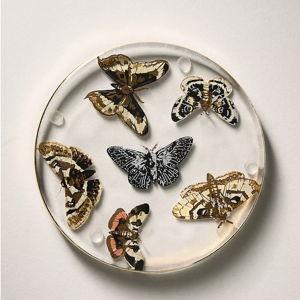 Catherine Martin Midnight Creatures Decaled Glass Coaster