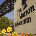 The Morton Arboretum