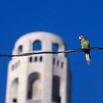Parrot Park