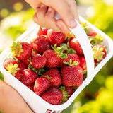 Strawberry Picking at Chiles Orchard