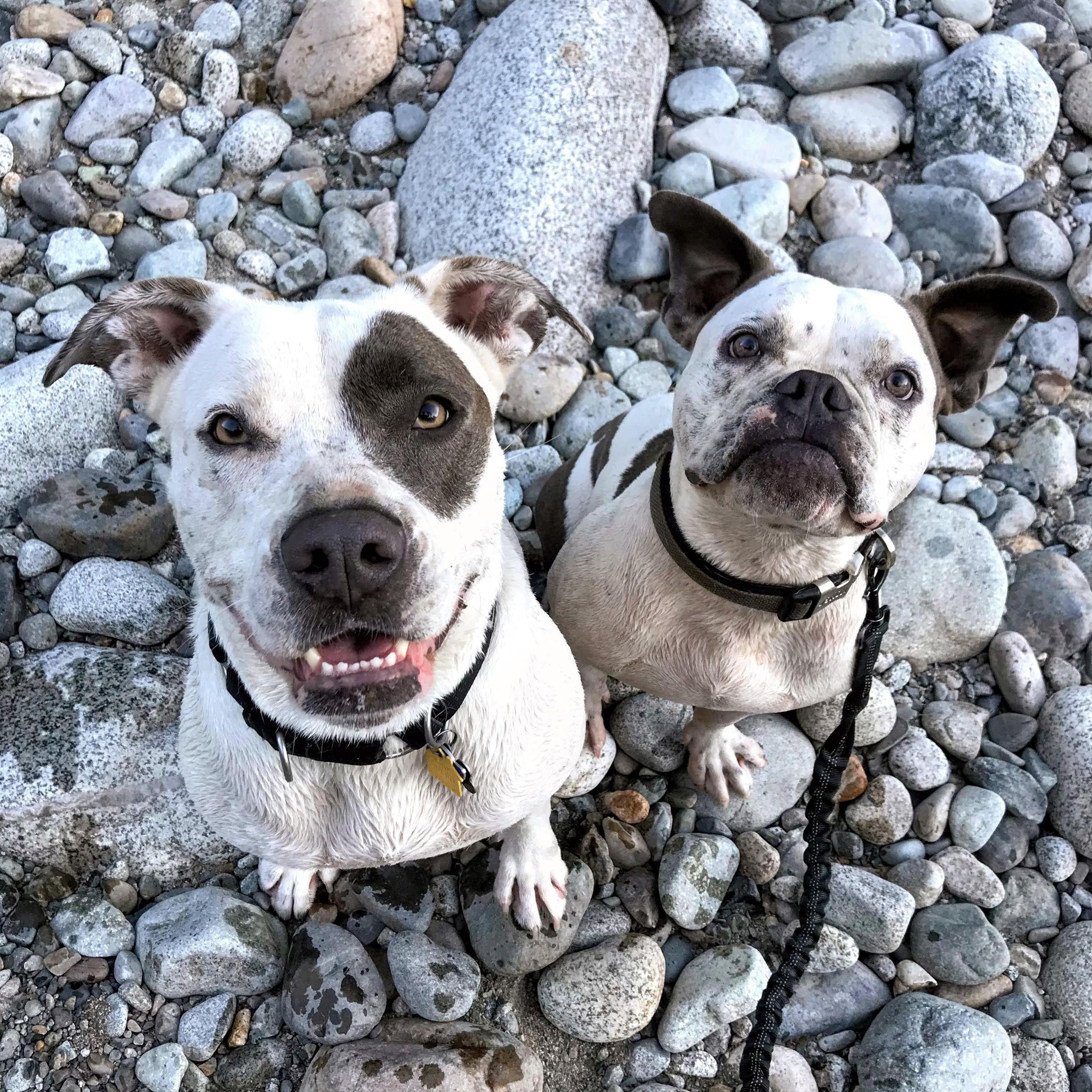 Riley and Wallace on the North Fork Skykomish River after Wally learned to swim, September 2020