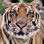 Tiger Kingdom - Phuket